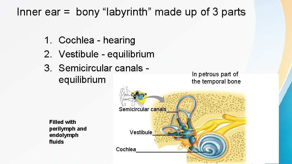 Inner ear = bony “labyrinth” made up of 3 parts 1. Cochlea - hearing