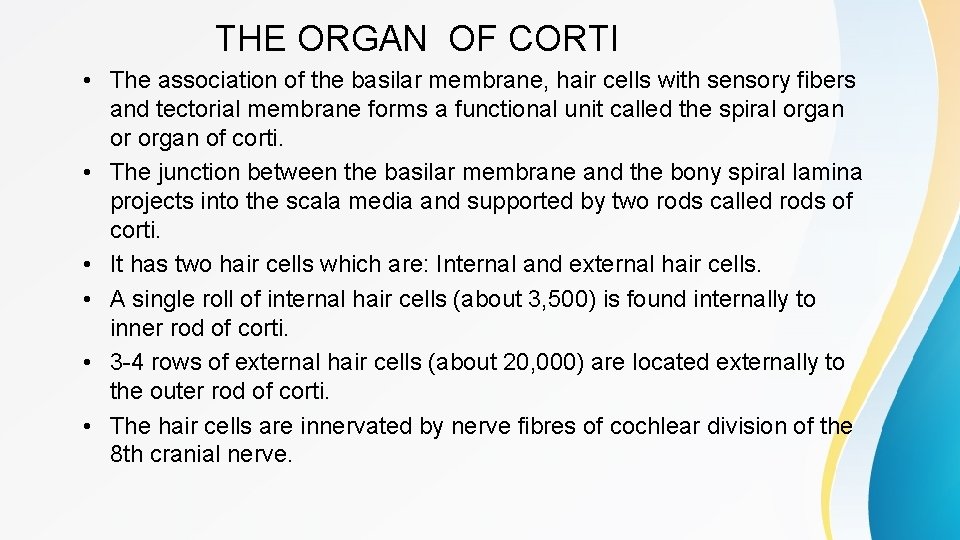 THE ORGAN OF CORTI • The association of the basilar membrane, hair cells with