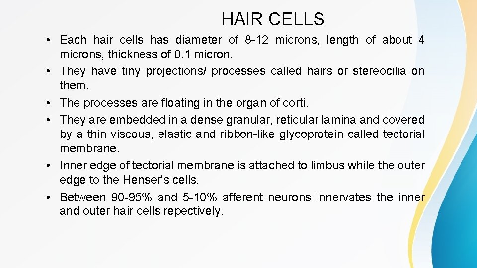 HAIR CELLS • Each hair cells has diameter of 8 -12 microns, length of