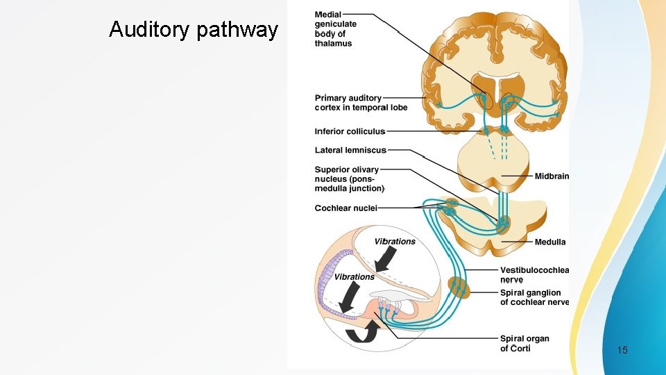 Auditory pathway 15 