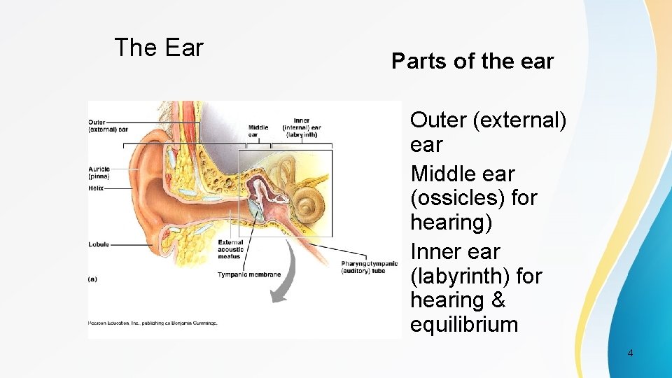 The Ear Parts of the ear • Outer (external) ear • Middle ear (ossicles)