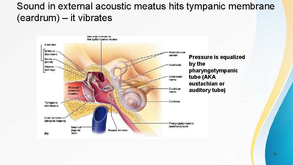 Sound in external acoustic meatus hits tympanic membrane (eardrum) – it vibrates Pressure is