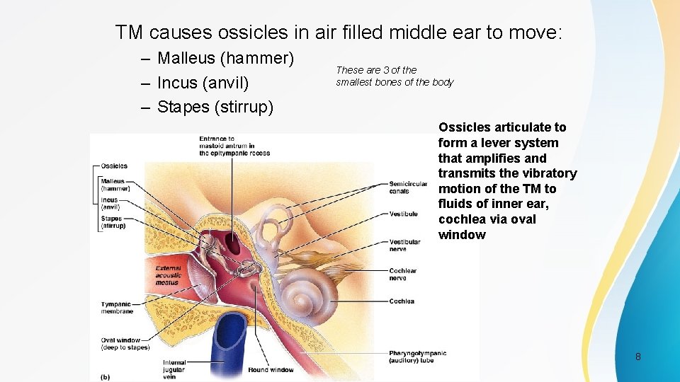 TM causes ossicles in air filled middle ear to move: – Malleus (hammer) –