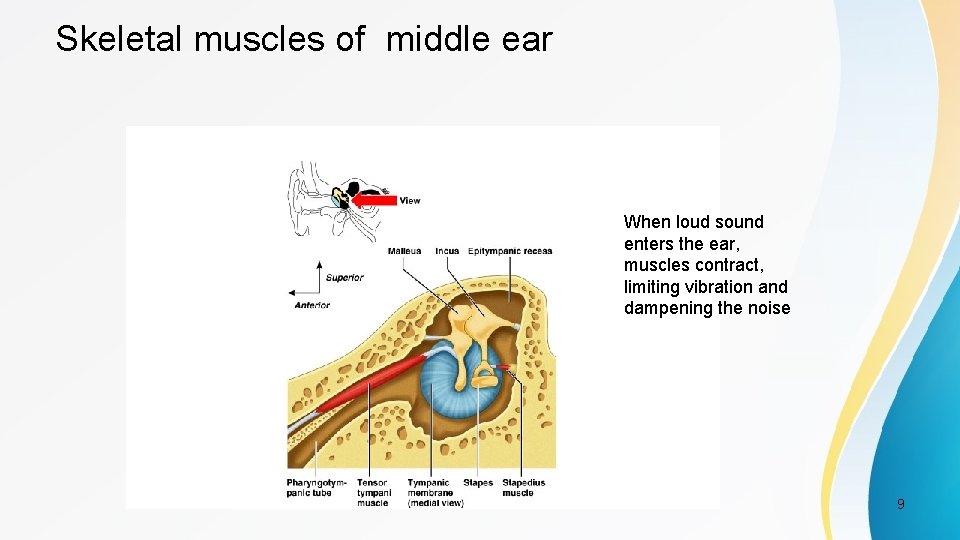 Skeletal muscles of middle ear When loud sound enters the ear, muscles contract, limiting