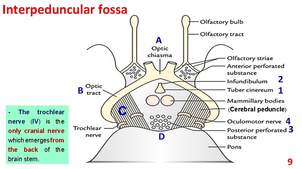 Interpeduncular fossa A 2 1 B - The trochlear nerve (IV) is the only