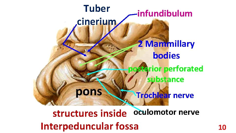 Tuber cinerium infundibulum 2 Mammillary bodies pons posterior perforated substance Trochlear nerve structures inside