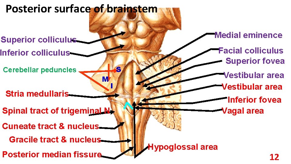 Posterior surface of brainstem Medial eminence Superior colliculus Facial colliculus Superior fovea Inferior colliculus