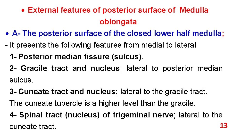  External features of posterior surface of Medulla oblongata A- The posterior surface of