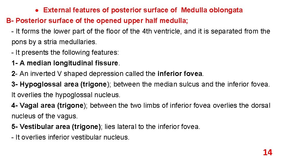  External features of posterior surface of Medulla oblongata B- Posterior surface of the