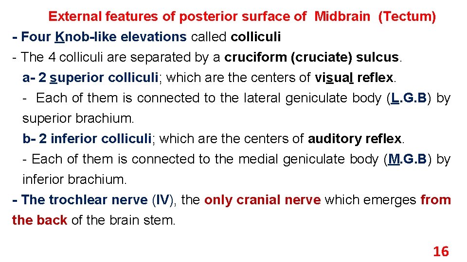 External features of posterior surface of Midbrain (Tectum) - Four Knob-like elevations called colliculi