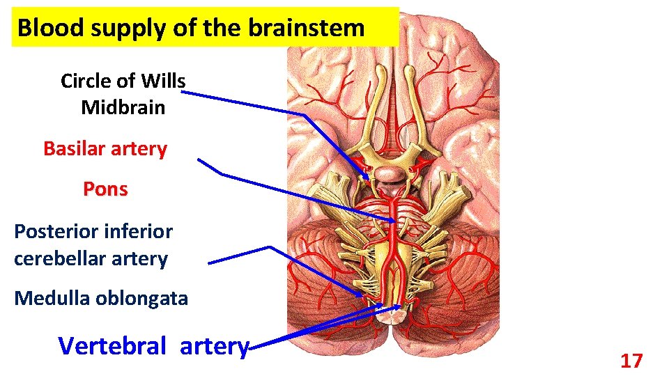 Blood supply of the brainstem Circle of Wills Midbrain Basilar artery Pons Posterior inferior