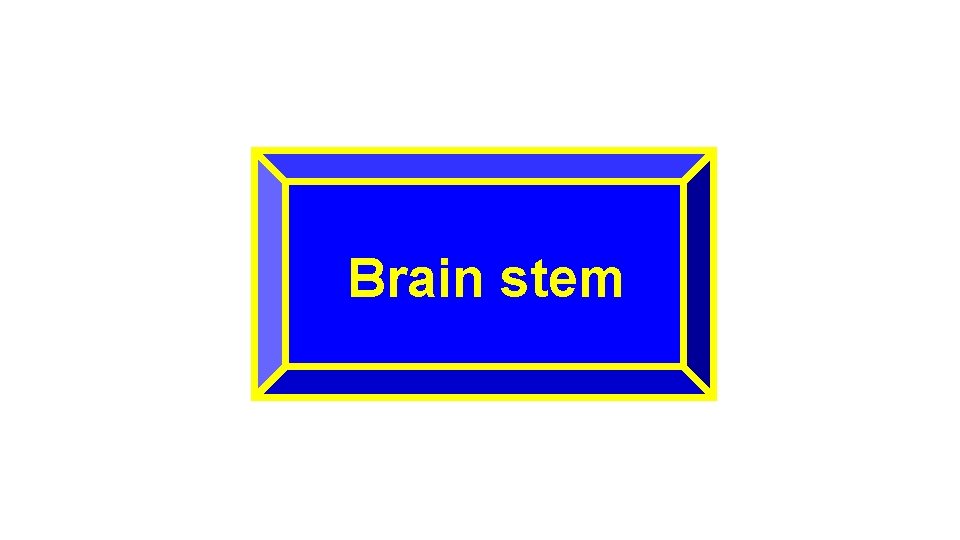 Brain stem 