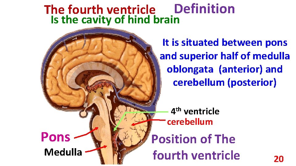 The fourth ventricle Definition Is the cavity of hind brain It is situated between