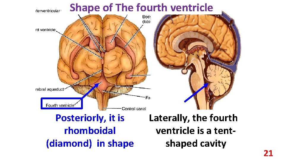 Shape of The fourth ventricle Posteriorly, it is rhomboidal (diamond) in shape Laterally, the