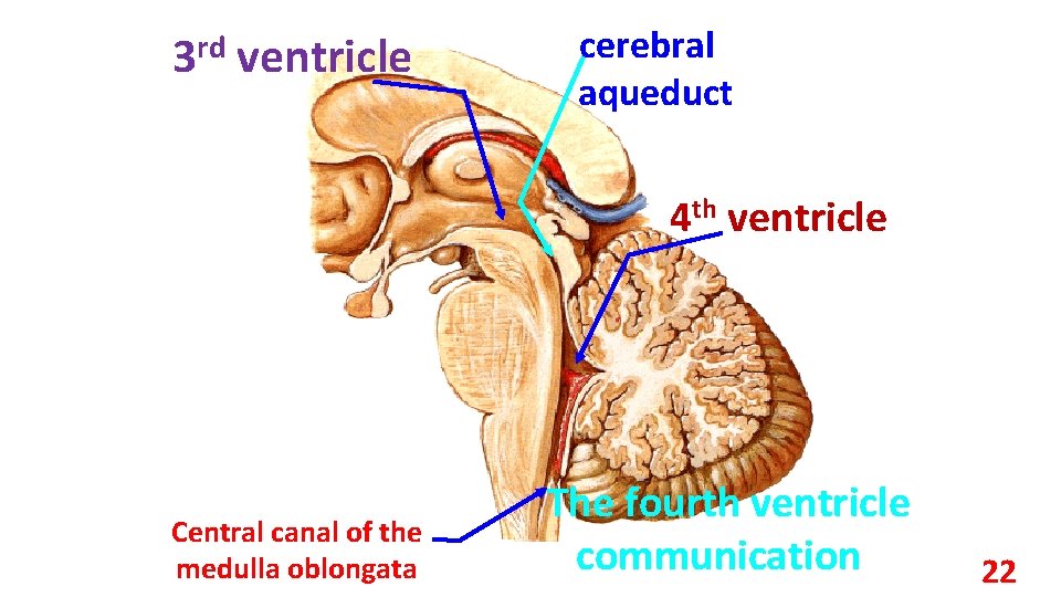 3 rd ventricle cerebral aqueduct 4 th ventricle Central canal of the medulla oblongata