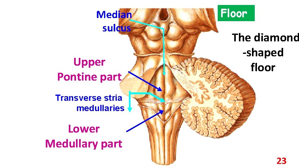 Median sulcus Upper Pontine part Floor The diamond -shaped floor Transverse stria medullaries Lower