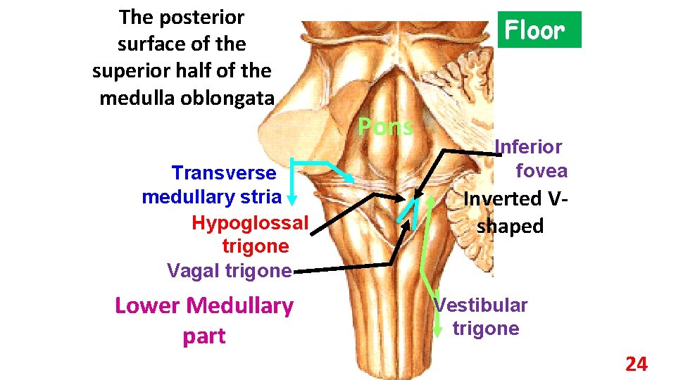 The posterior surface of the superior half of the medulla oblongata Transverse medullary stria