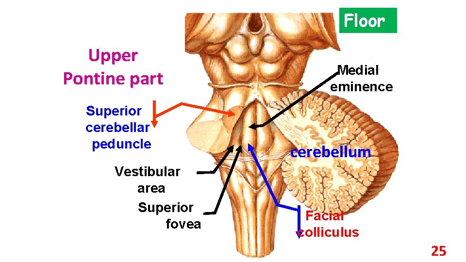 Floor Upper Pontine part Superior cerebellar peduncle Vestibular area Superior fovea Medial eminence cerebellum