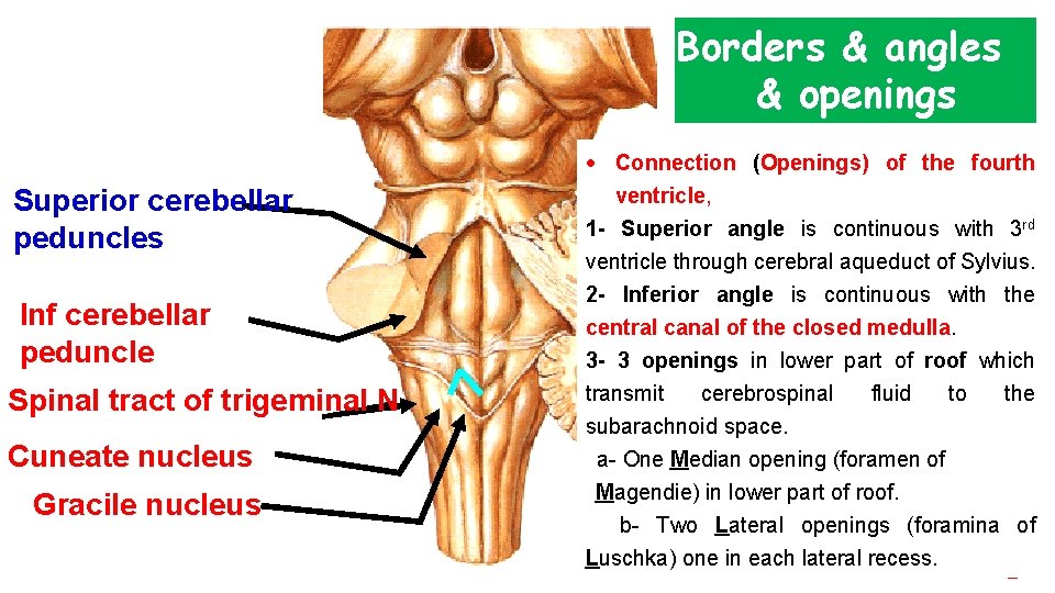Borders & angles & openings Superior cerebellar peduncles Inf cerebellar peduncle Spinal tract of