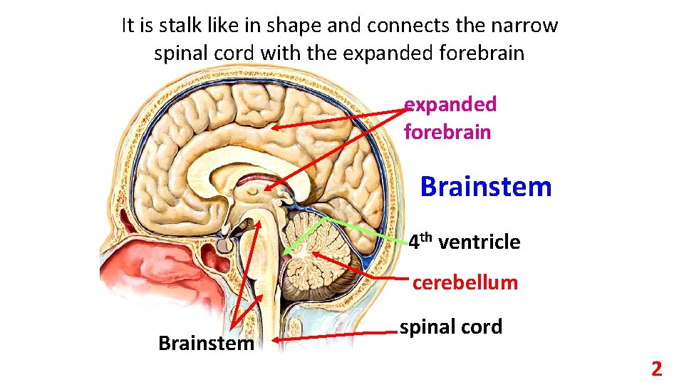 It is stalk like in shape and connects the narrow spinal cord with the