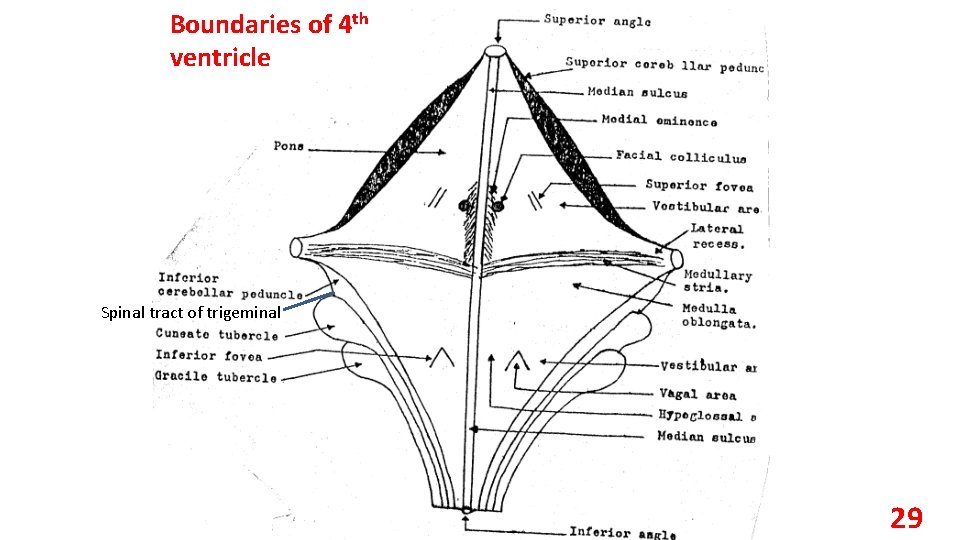 Boundaries of 4 th ventricle Spinal tract of trigeminal 29 