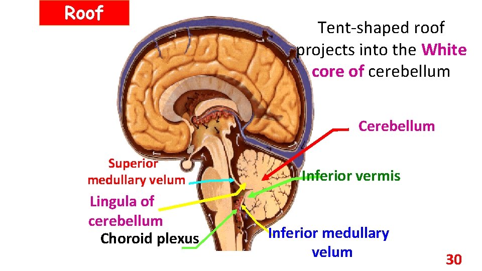 Roof Tent-shaped roof projects into the White core of cerebellum Cerebellum Superior medullary velum