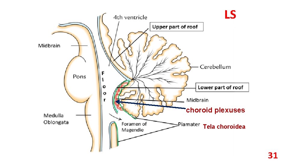 LS choroid plexuses Tela choroidea 31 