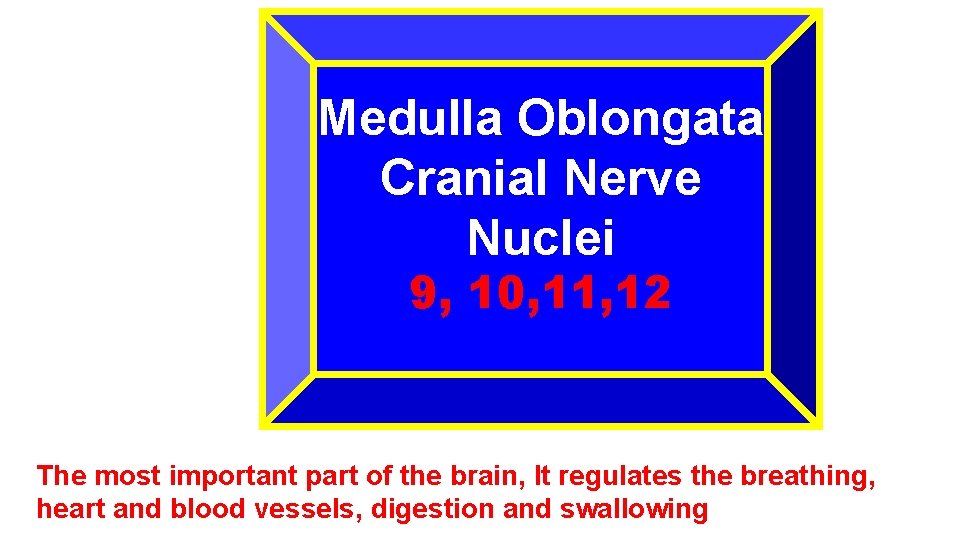 Medulla Oblongata Cranial Nerve Nuclei 9, 10, 11, 12 The most important part of