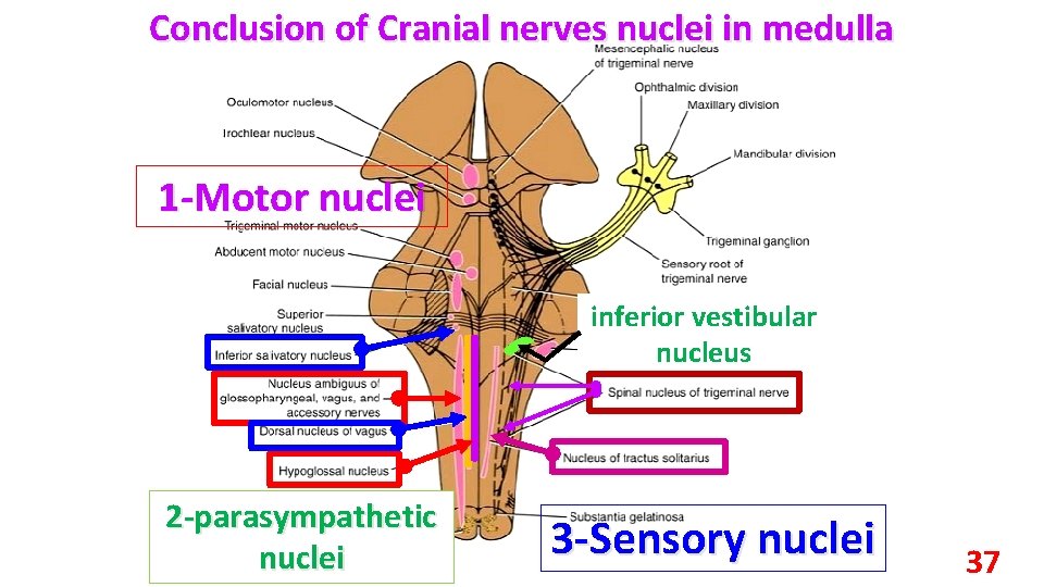 Conclusion of Cranial nerves nuclei in medulla 1 -Motor nuclei inferior vestibular nucleus 2