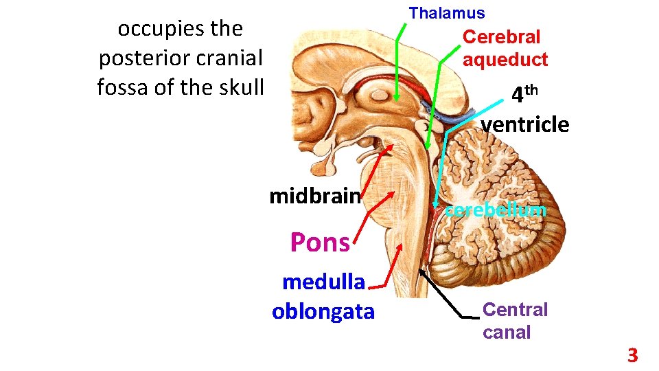 Thalamus occupies the posterior cranial fossa of the skull Cerebral aqueduct 4 th ventricle