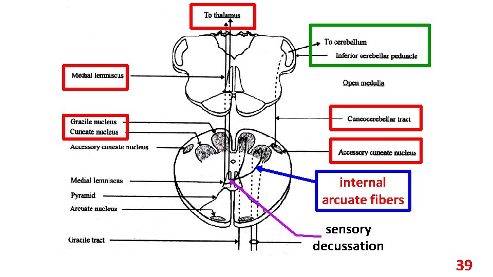 internal arcuate fibers sensory decussation 39 