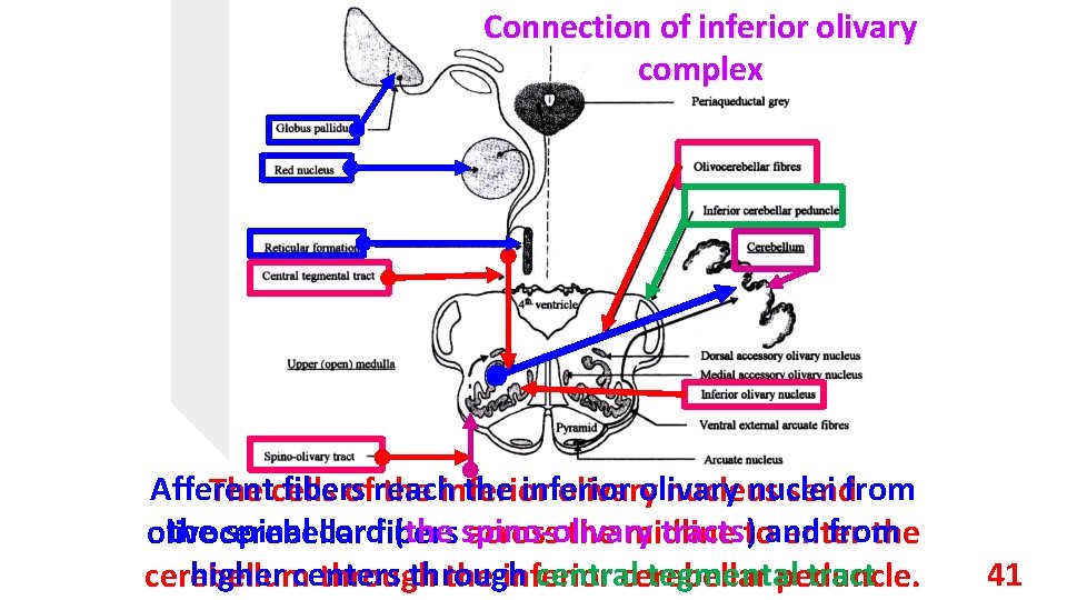 Connection of inferior olivary complex Afferent fibers the inferior olivary nuclei The cells ofreach