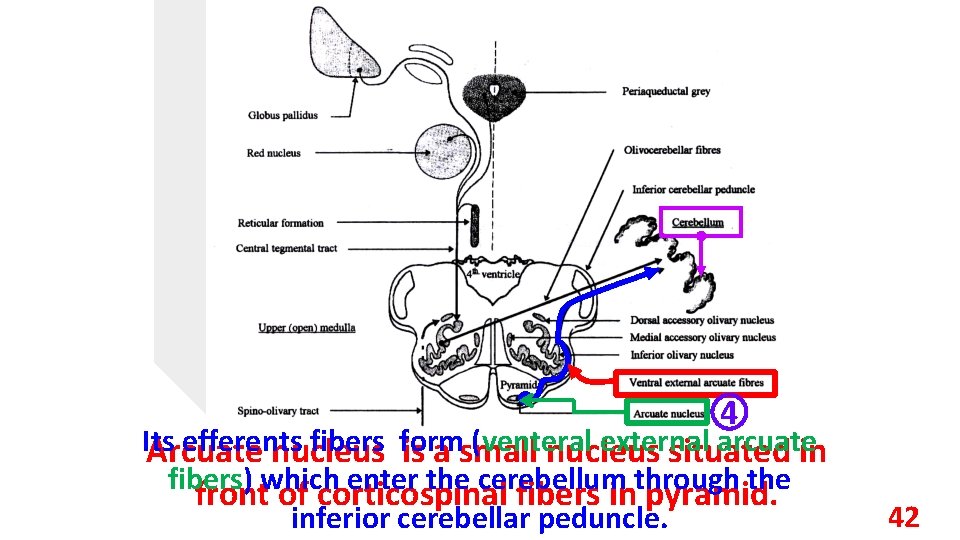 4 Its efferents fibers form (venteral external arcuate Arcuate nucleus is a small nucleus