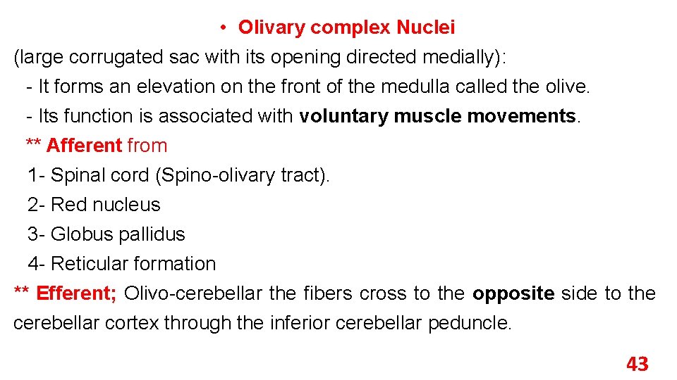  • Olivary complex Nuclei (large corrugated sac with its opening directed medially): -