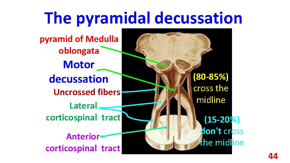 The pyramidal decussation pyramid of Medulla oblongata Motor decussation Uncrossed fibers Lateral corticospinal tract