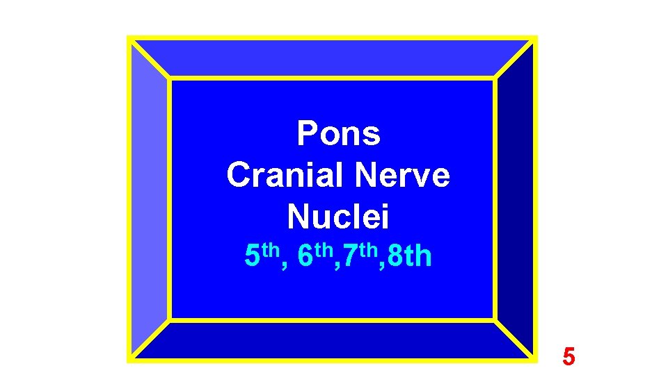 Pons Cranial Nerve Nuclei 5 th, 6 th, 7 th, 8 th 5 