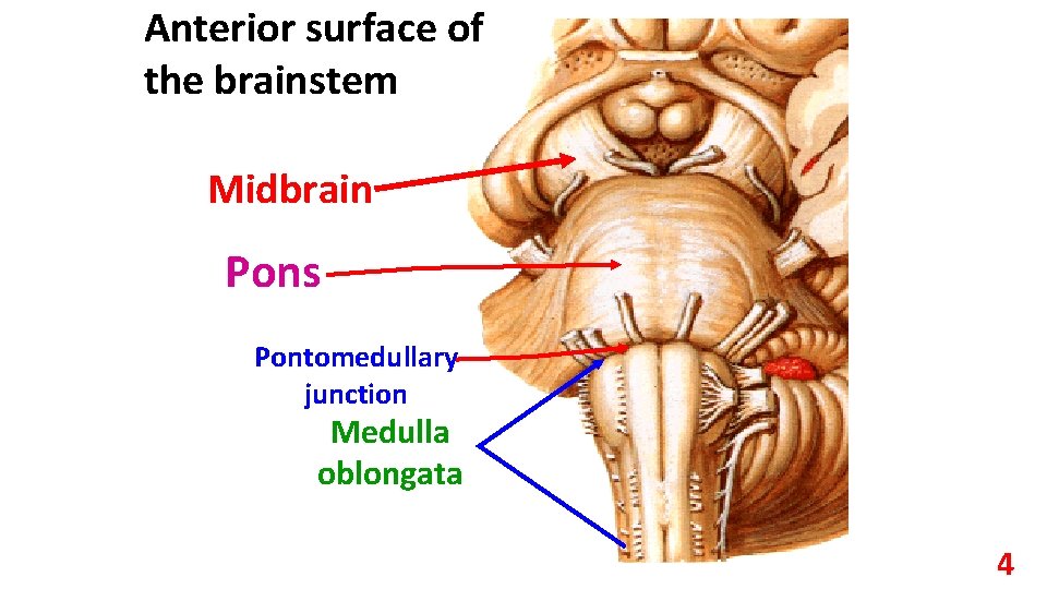 Anterior surface of the brainstem Midbrain Pons Pontomedullary junction Medulla oblongata 4 