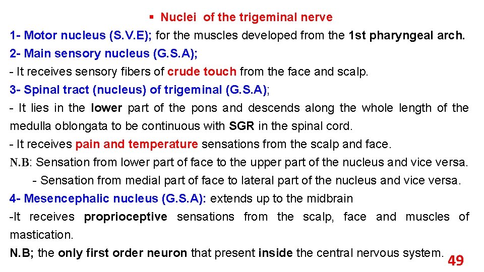 § Nuclei of the trigeminal nerve 1 - Motor nucleus (S. V. E); for