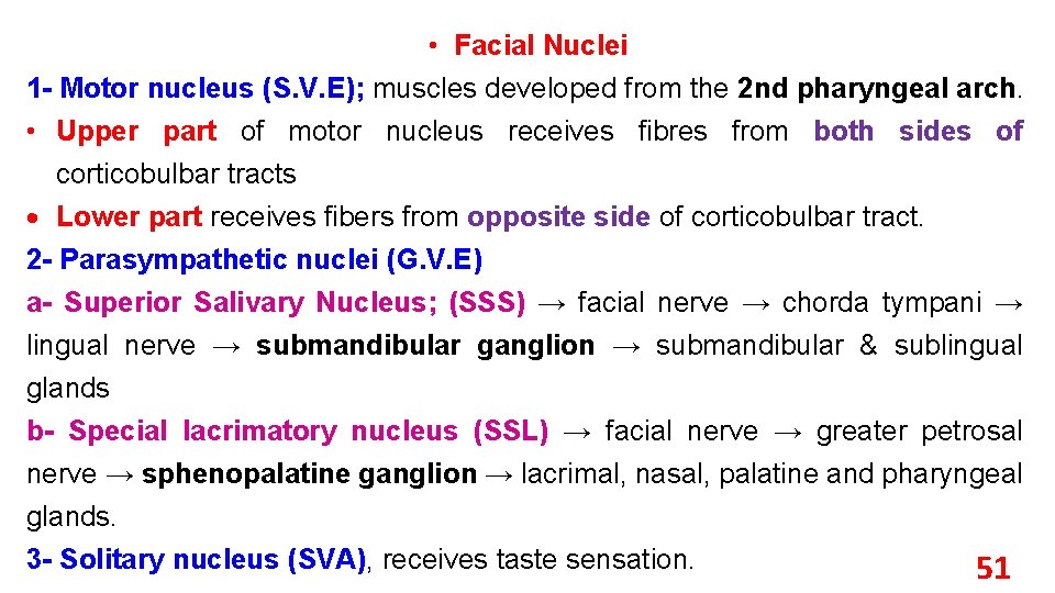  • Facial Nuclei 1 - Motor nucleus (S. V. E); muscles developed from