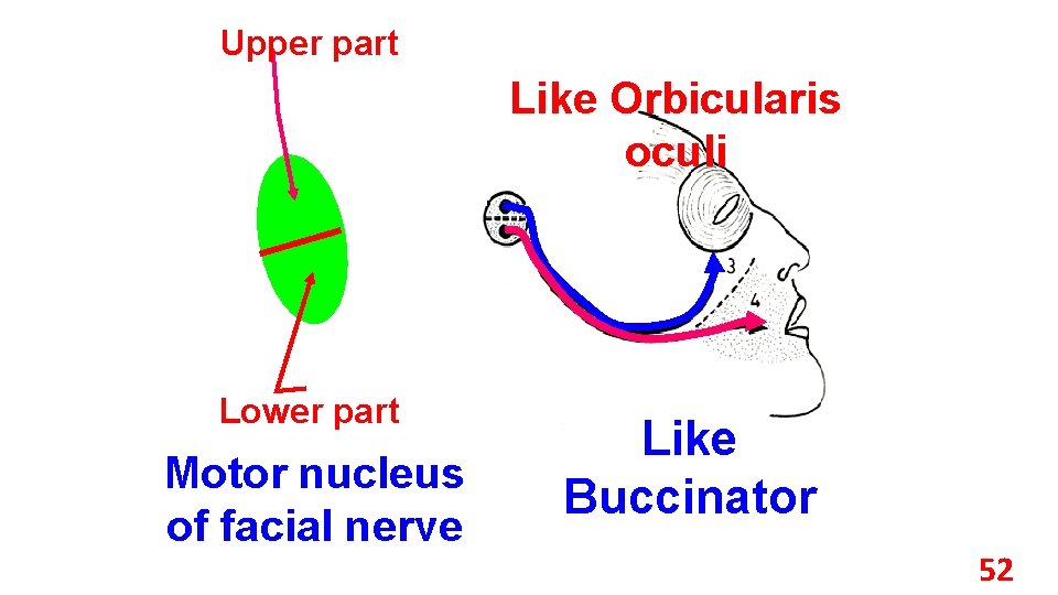 Upper part Like Orbicularis oculi Lower part Motor nucleus of facial nerve Like Buccinator