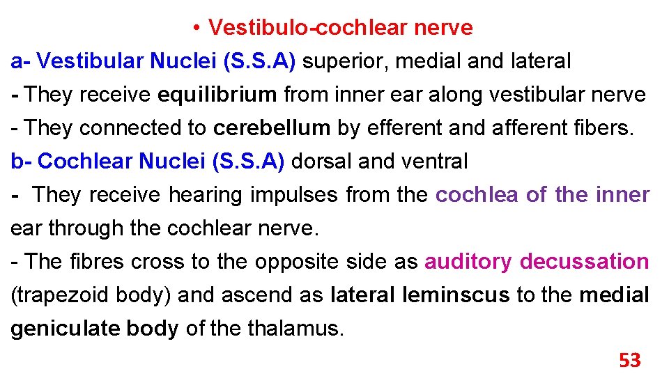  • Vestibulo-cochlear nerve a- Vestibular Nuclei (S. S. A) superior, medial and lateral