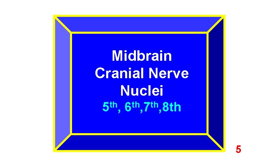 Midbrain Cranial Nerve Nuclei 5 th, 6 th, 7 th, 8 th 5 