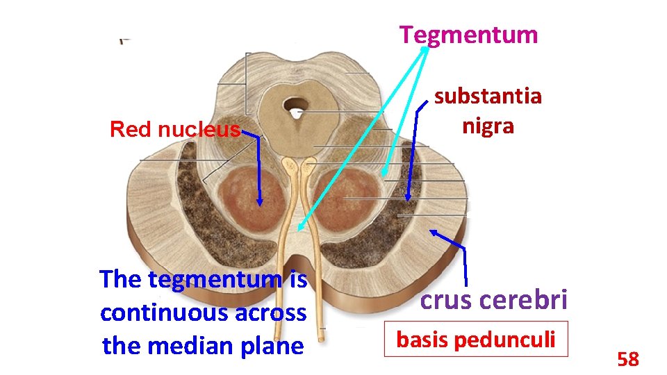 Tegmentum Red nucleus The tegmentum is continuous across the median plane substantia nigra crus