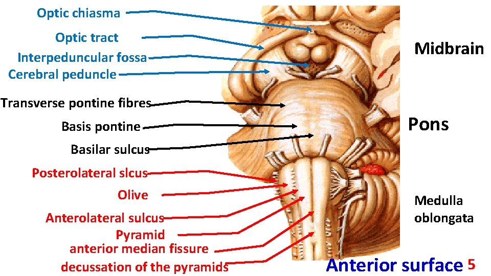 Optic chiasma Optic tract Interpeduncular fossa Cerebral peduncle Transverse pontine fibres Basis pontine Midbrain