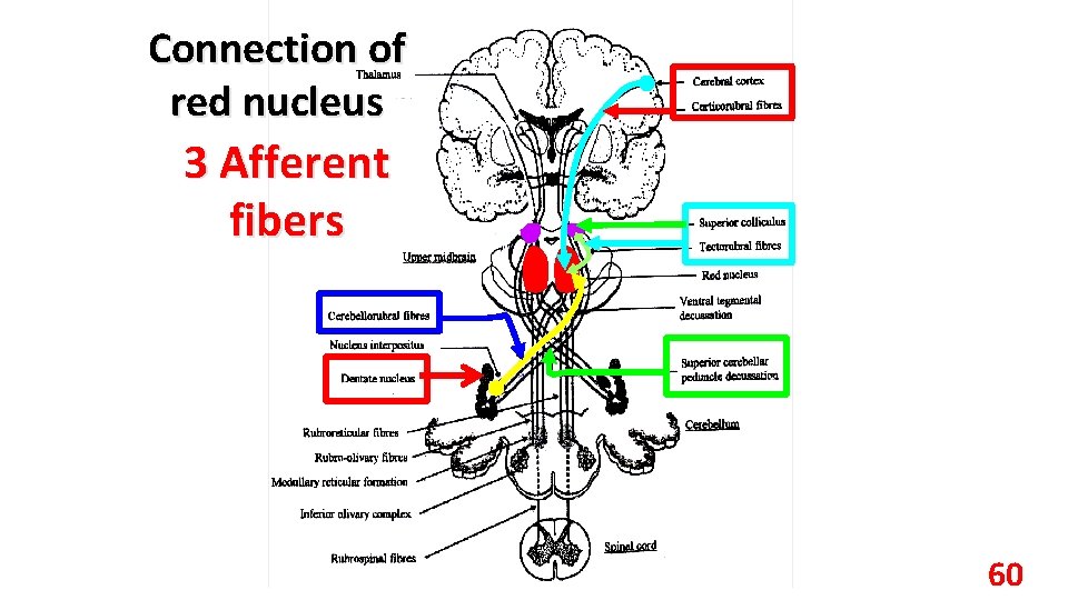 Connection of red nucleus 3 Afferent fibers 60 