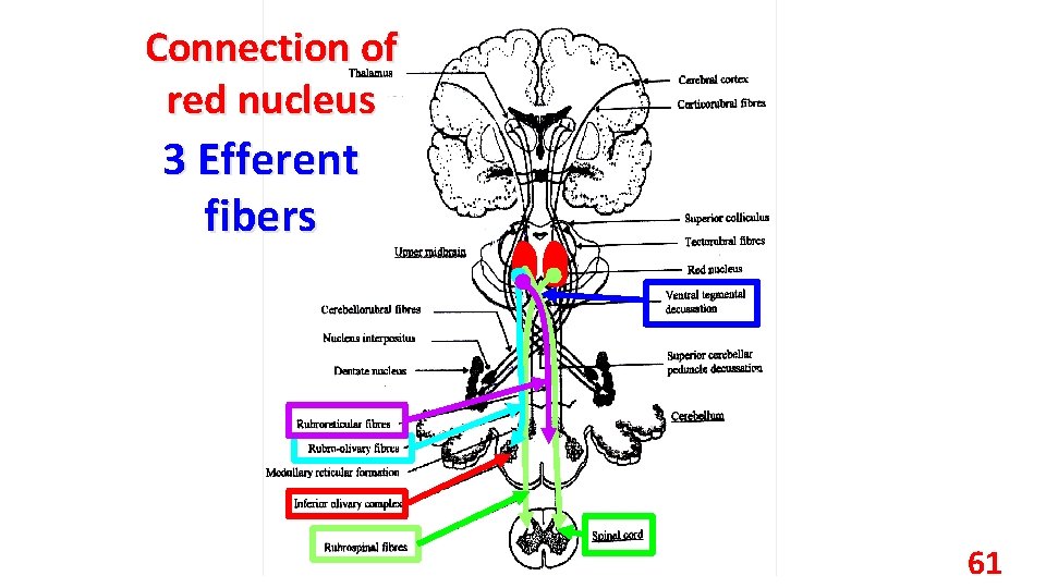 Connection of red nucleus 3 Efferent fibers 61 
