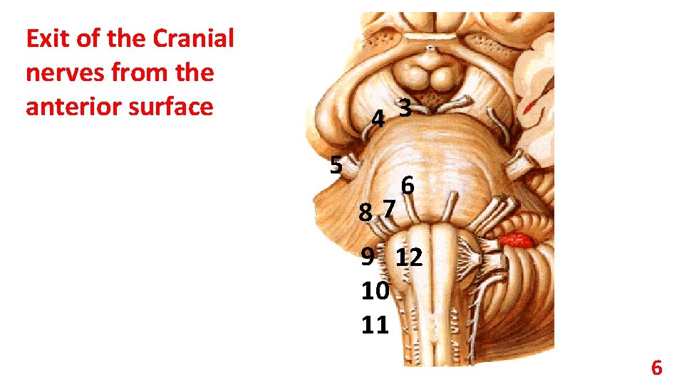 Exit of the Cranial nerves from the anterior surface 4 3 5 87 6