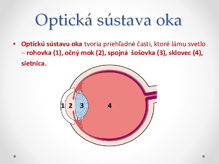 Optická sústava oka • Optickú sústavu oka tvoria priehľadné časti, ktoré lámu svetlo –