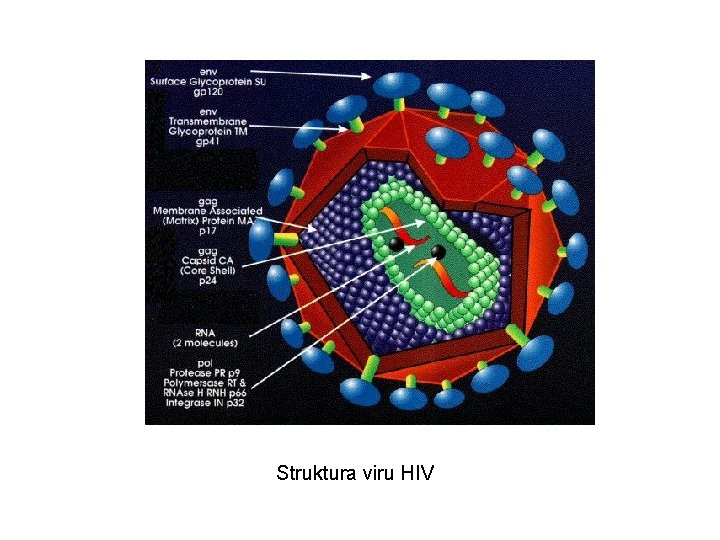 Struktura viru HIV 