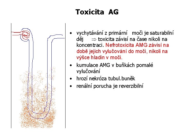 Toxicita AG • vychytávání z primární moči je saturabilní děj toxicita závisí na čase